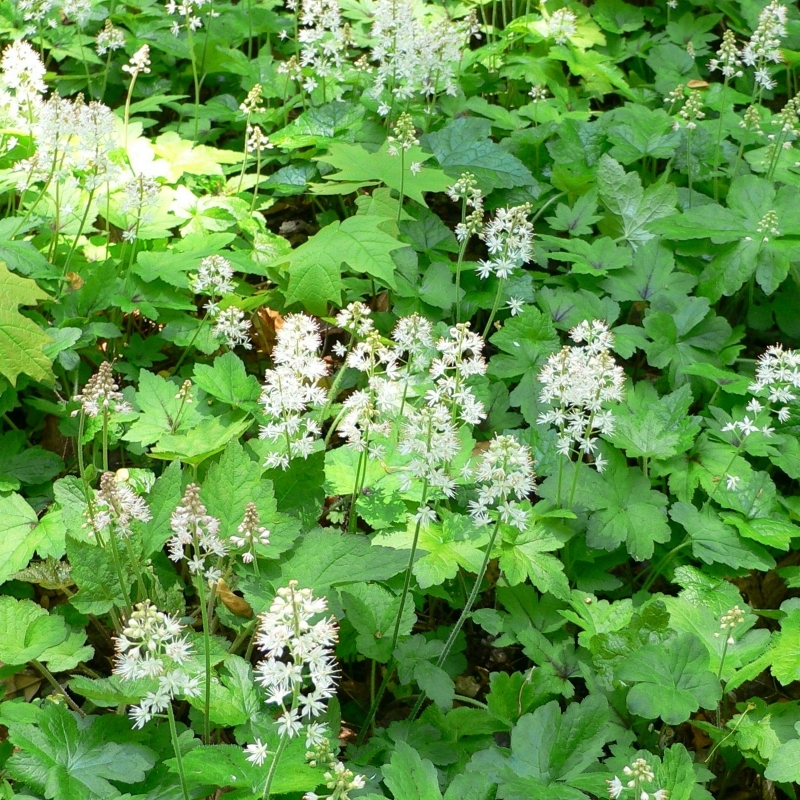 Tiarelle cordifoliée