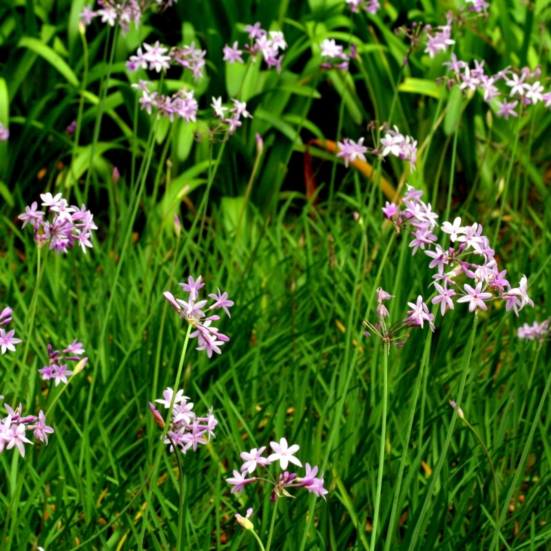 Ail violet d’Afrique du Sud