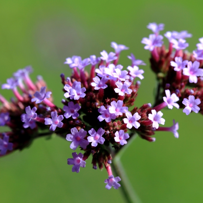 Verveine de Buenos Aires