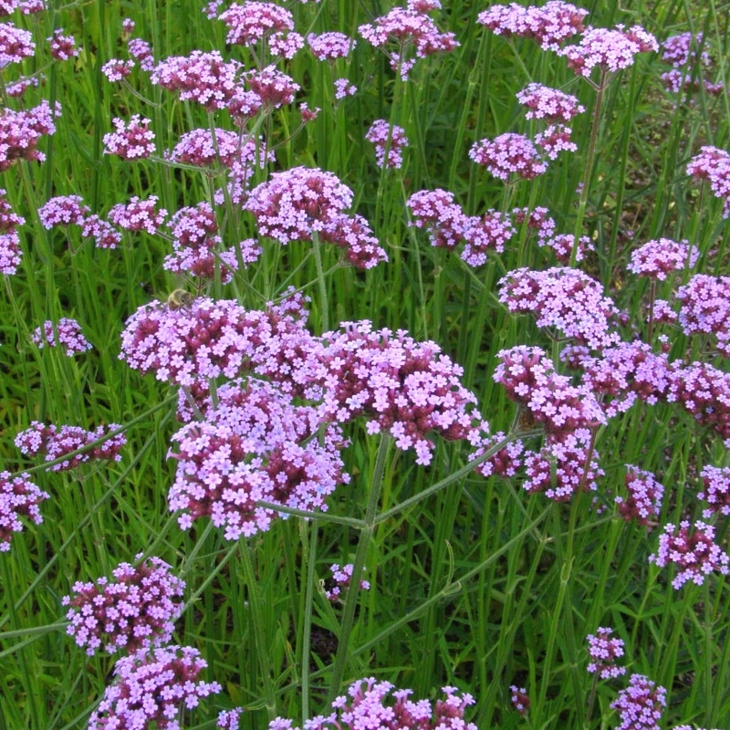 Verveine de Buenos Aires