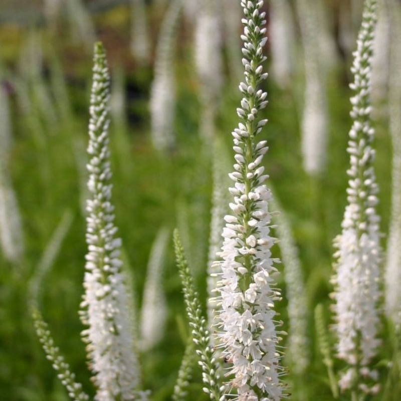 Véronique blanche à longues feuilles