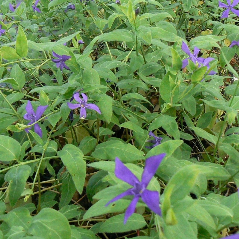 Grande pervenche acutiloba, Grande pervenche acutiloba