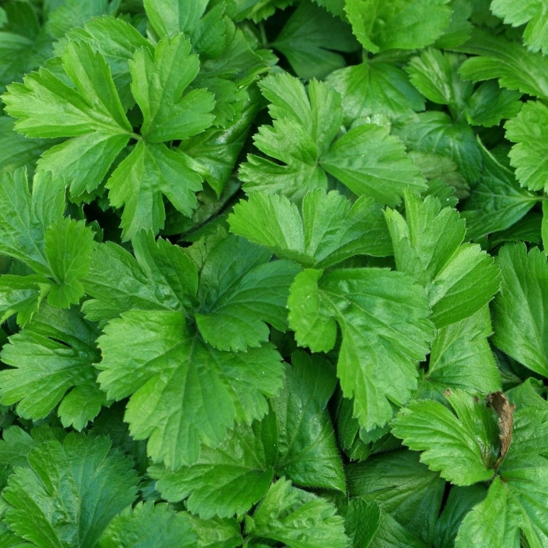 Waldesteinia ternata