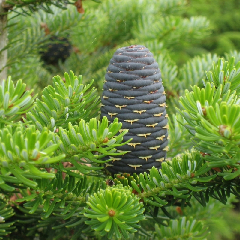 Sapin de Corée