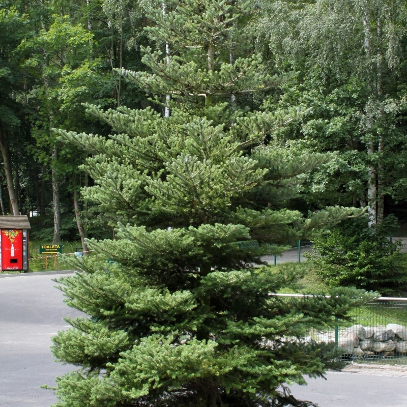 Sapin de Corée