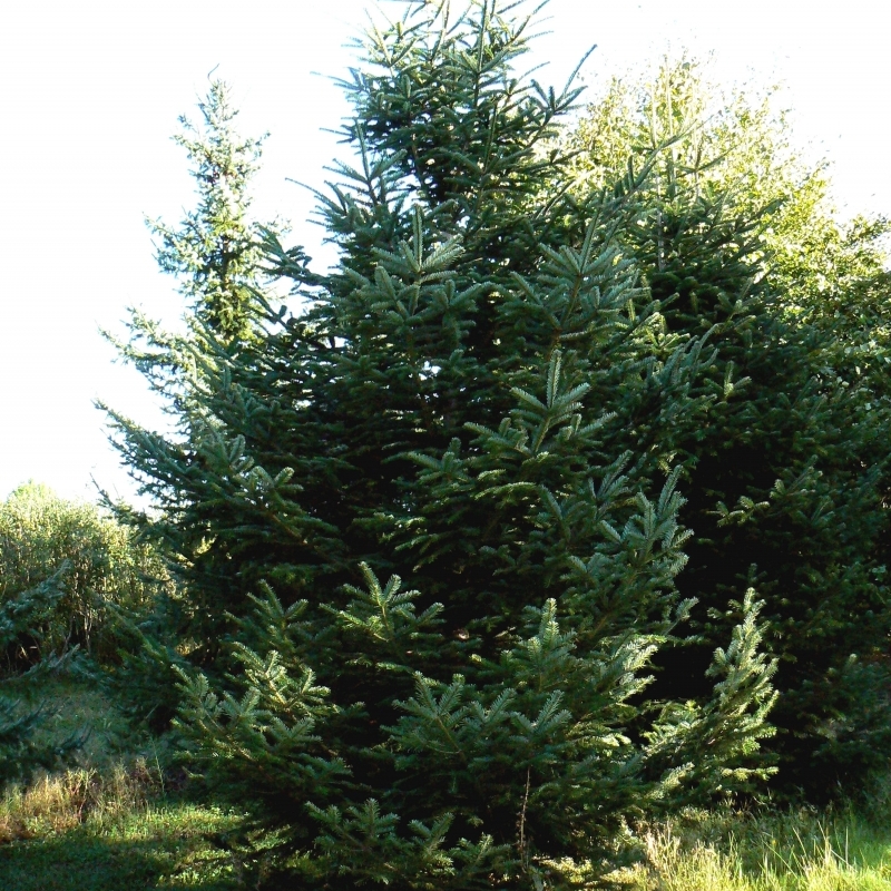 Sapin du Caucase