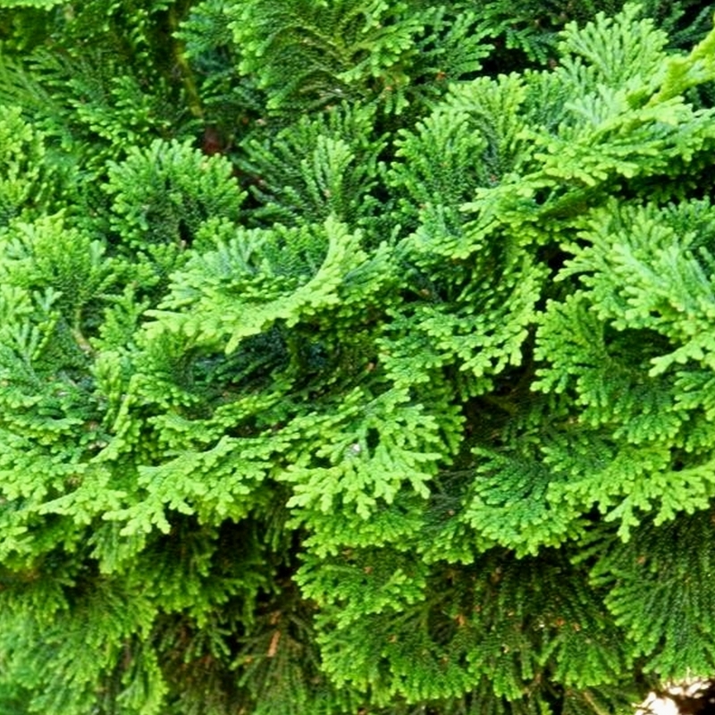 Cyprès hinoki du Japon 'Nana Gracilis'