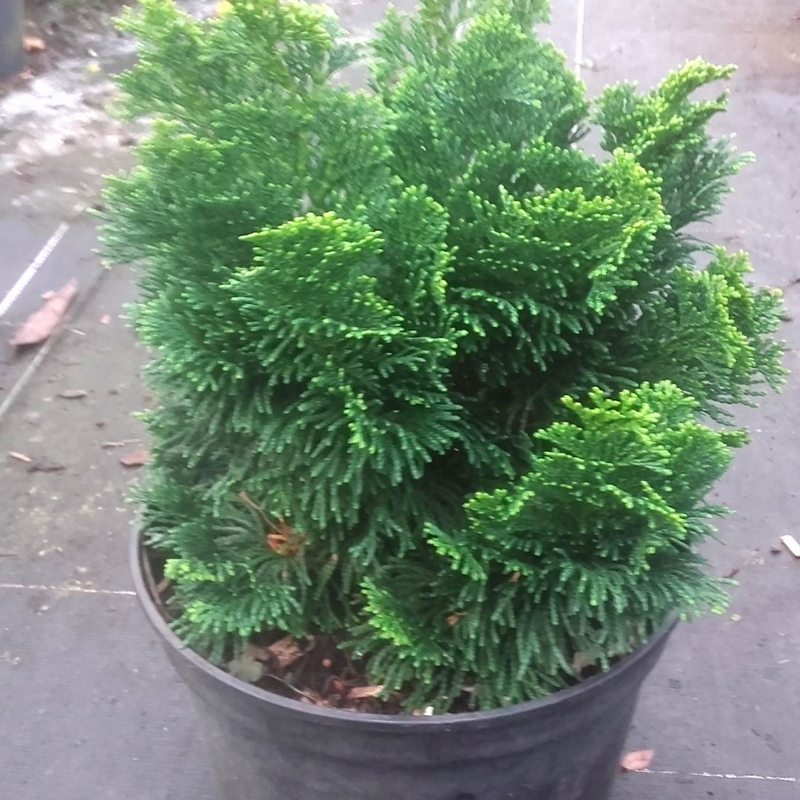 Cyprès hinoki du Japon 'Nana Gracilis'