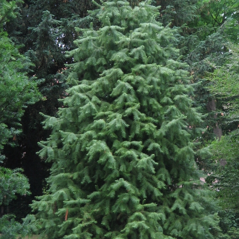 Araucaria de Chine