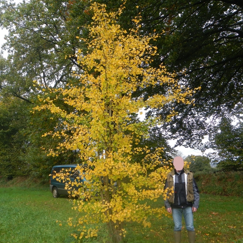 Arbre aux 40 écus