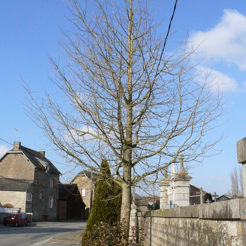 Arbre aux 40 écus