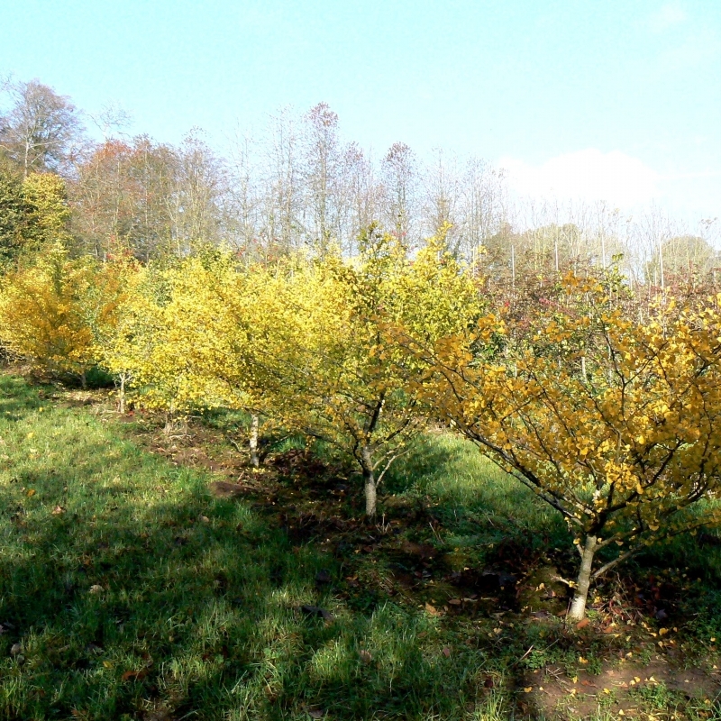 Arbre aux 40 écus Horizontalis