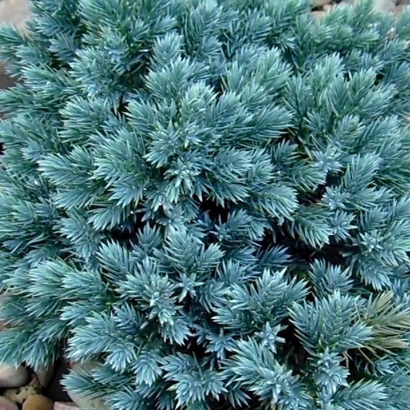 Genévrier écailleux Blue Star