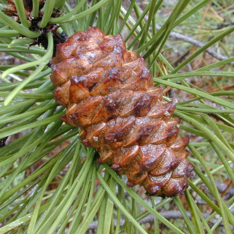 Pin maritine ou Pin des Landes