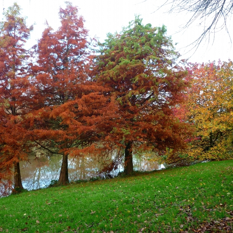 Cyprès chauve