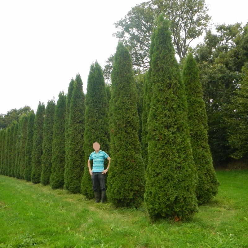 Thuya occidentalis Emeraude, Thuya occidentalis Smaragd