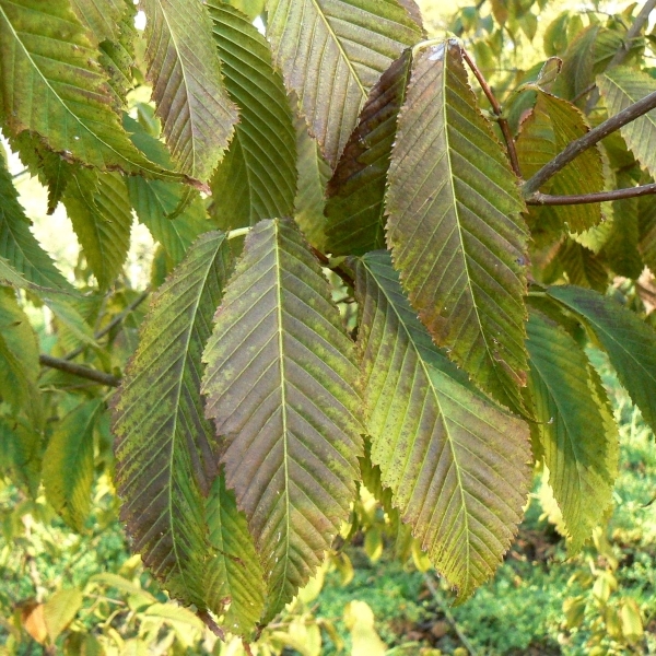 Erable à feuilles de Charme