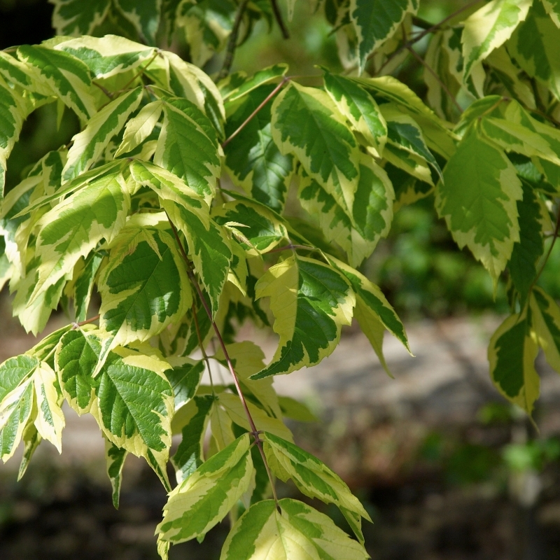 Érable à feuilles de frêne Aureomarginata