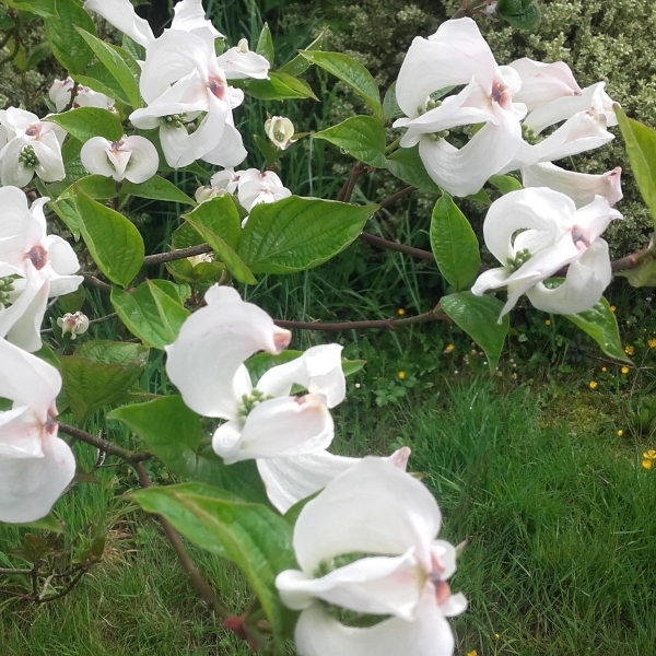 Cornouiller à fleurs d'Amérique Pluribracteata