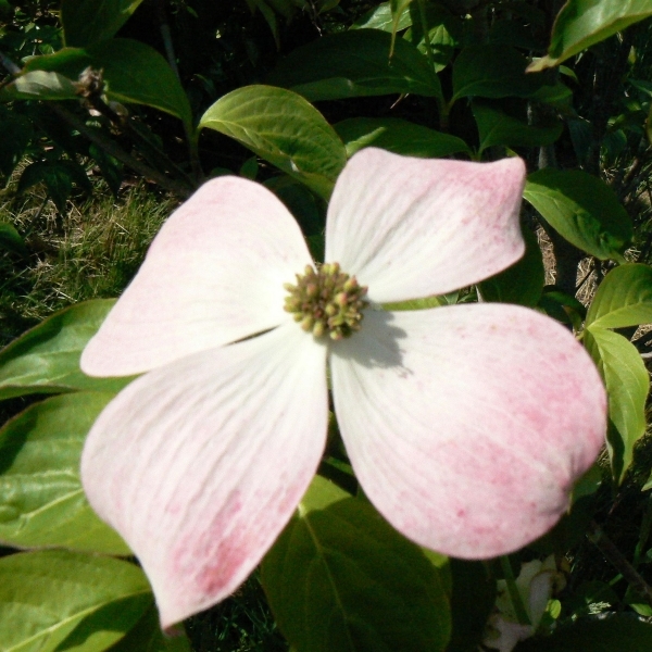 Cornouiller de Rutgers Stellar Pink