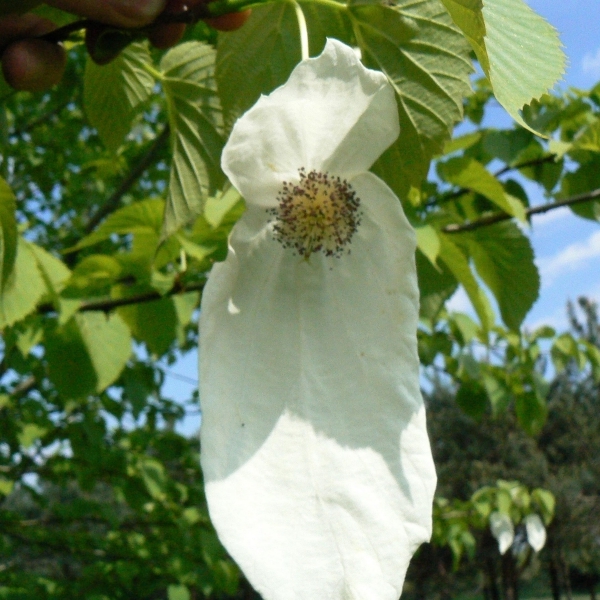 Arbre aux mouchoirs