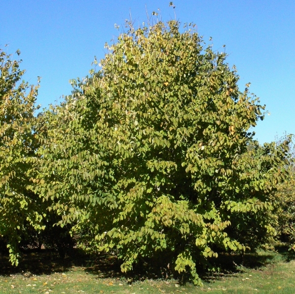 Arbre aux mouchoirs