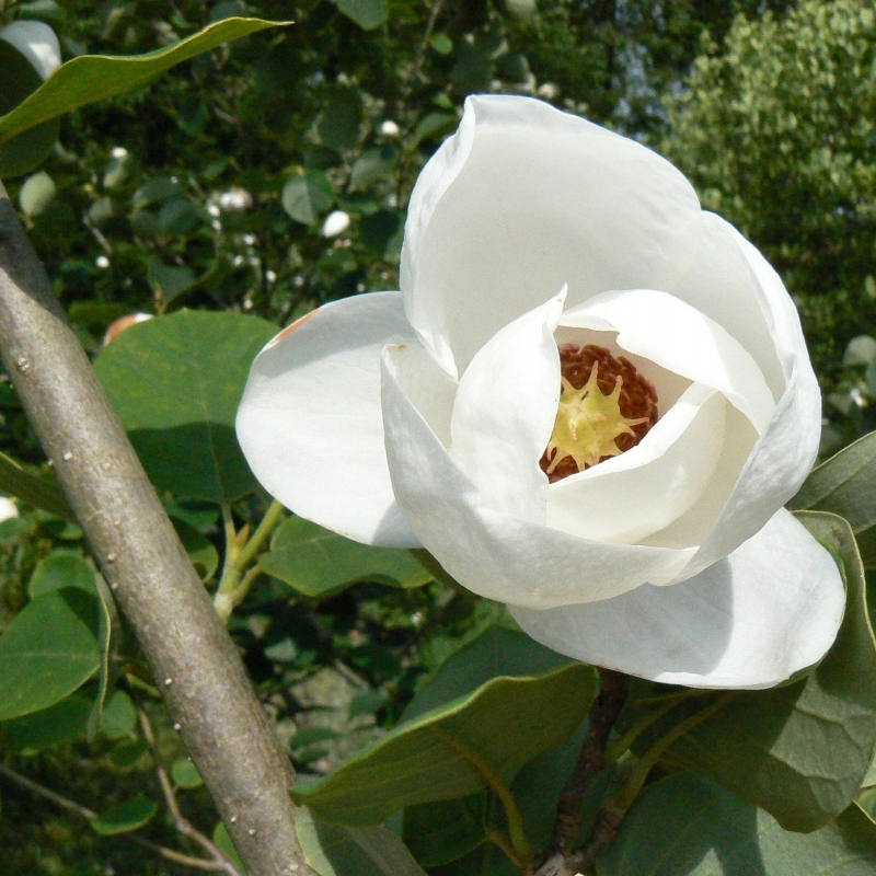 Magnolia de Siebold