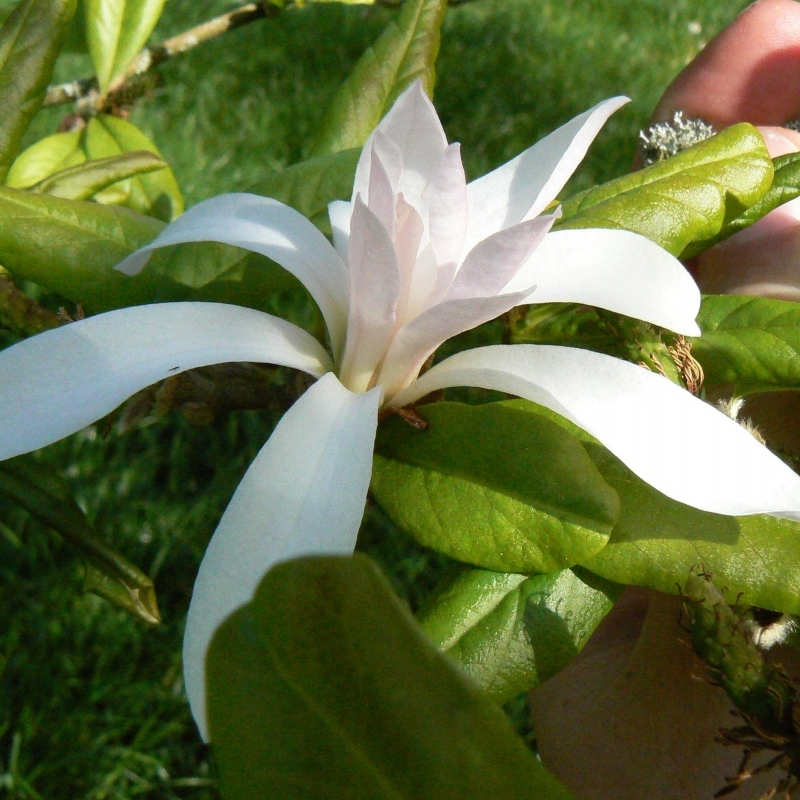 Magnolia étoilé