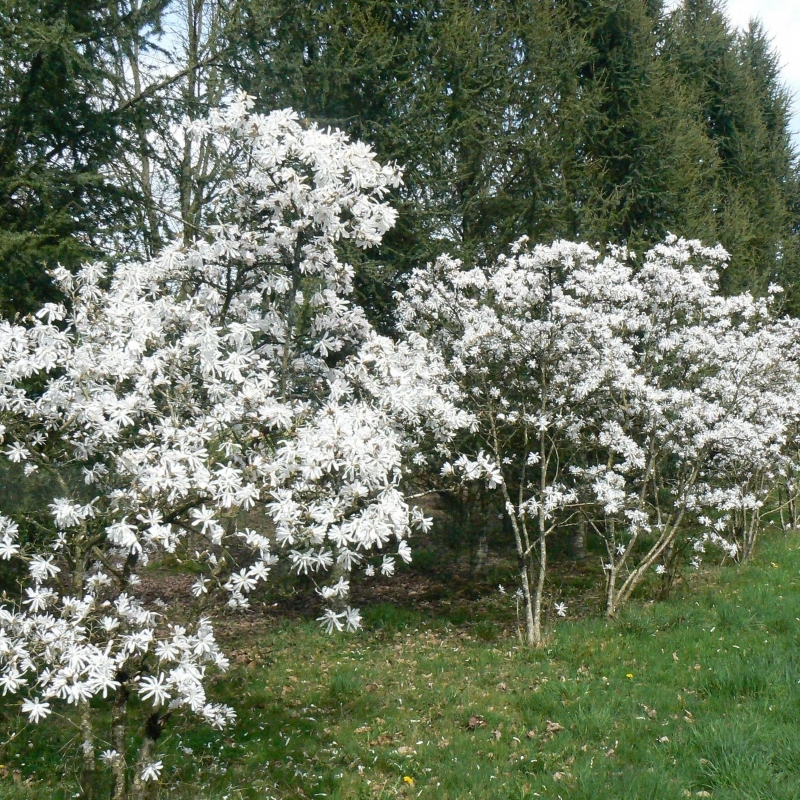 Magnolia étoilé