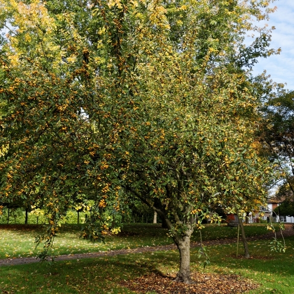 Pommier d'ornement Golden Hornet