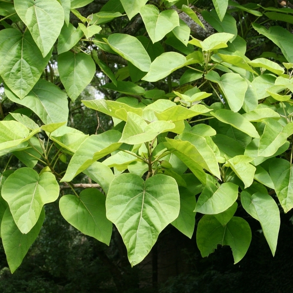 Arbre impérial