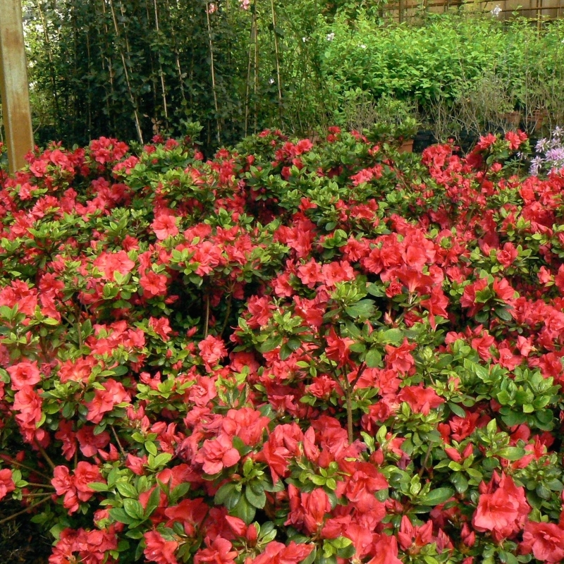 Azalée japonaise Vuyk's Scarlet