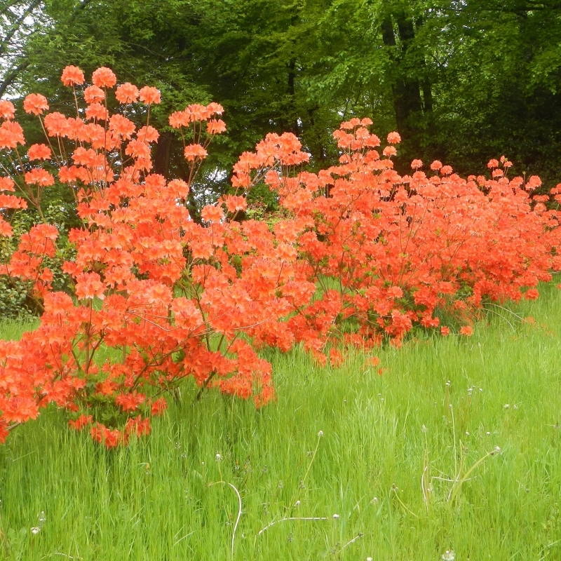 Azalée caduque Hotspur Red