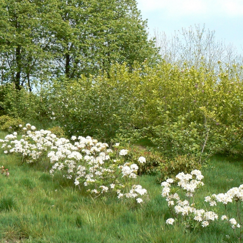 Azalée caduque Persil