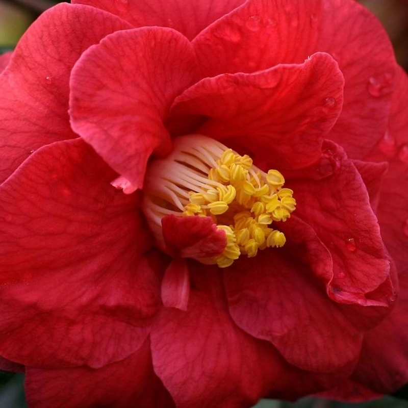 Camellia japonais Adolphe Audusson