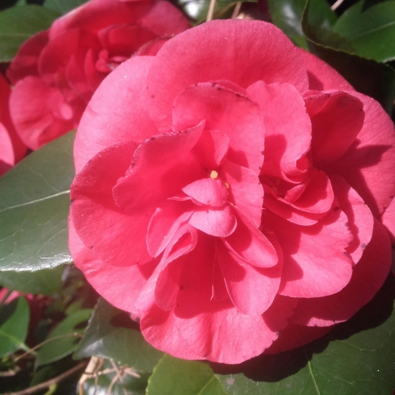 Camellia japonais Benodet