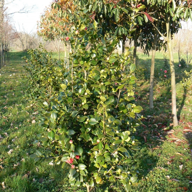 Camellia japonais Benodet