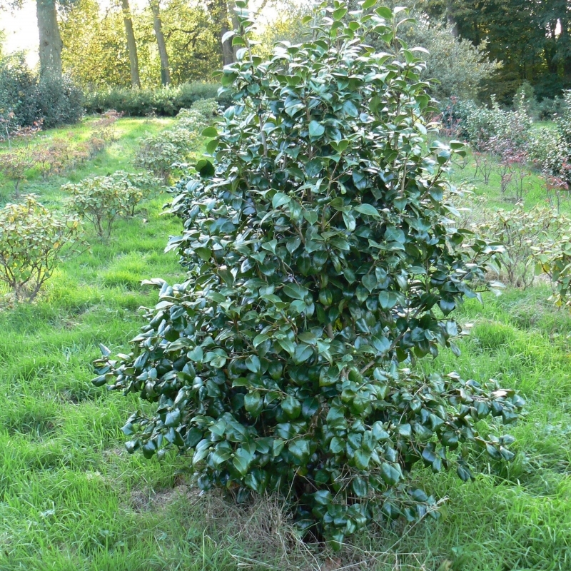 Camellia japonais Benodet