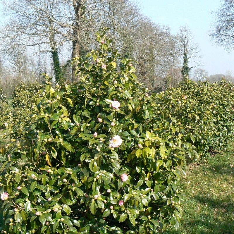 Camellia japonais Docteur Tinsley