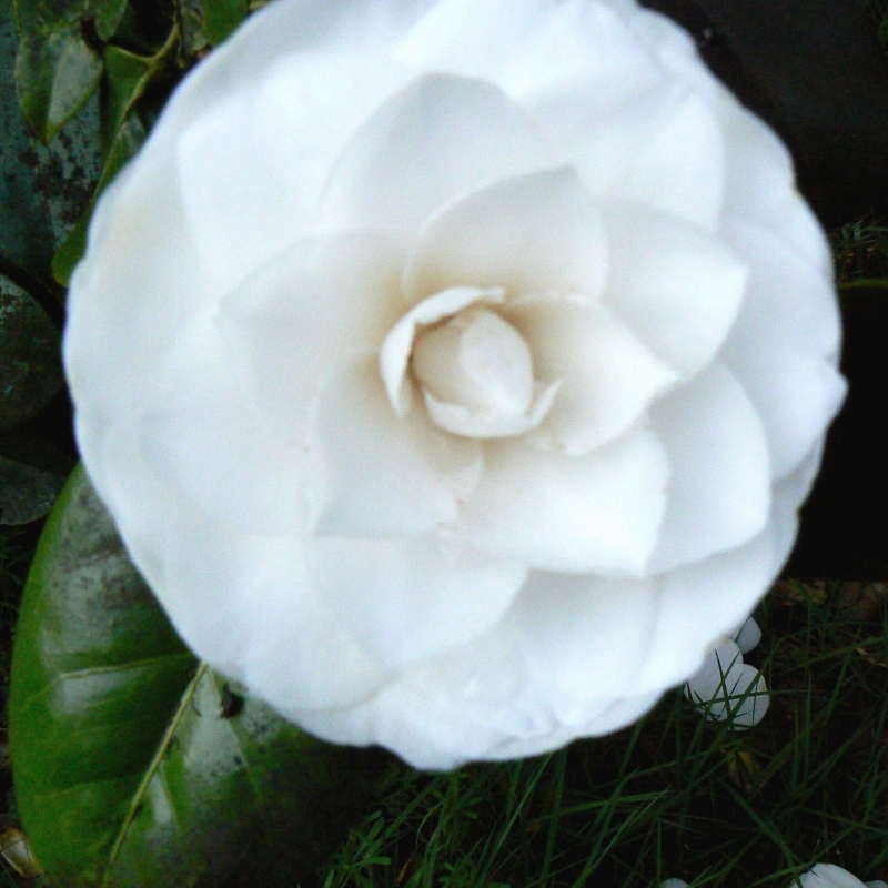Camellia japonais Le Lys