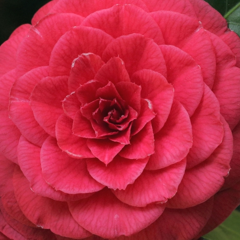 Camellia japonais Margherita Coleoni