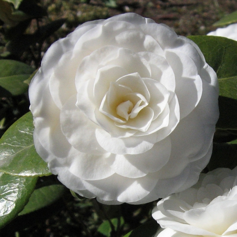 Camellia japonais Mathotiana Alba