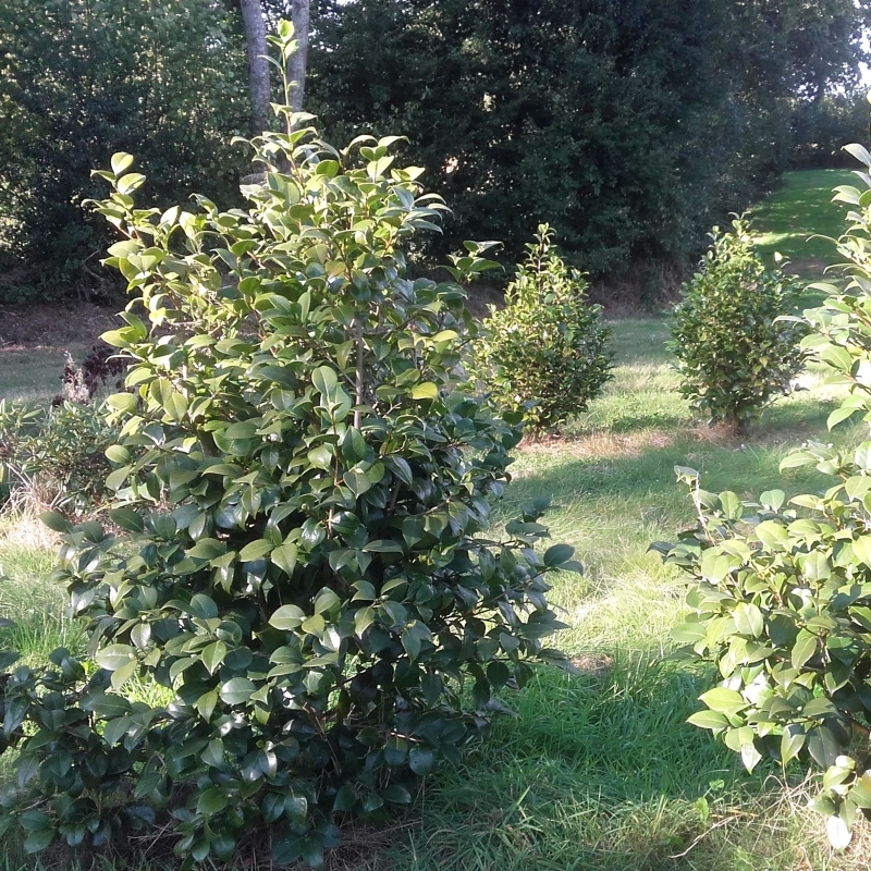 Camellia japonais Mathotiana Alba