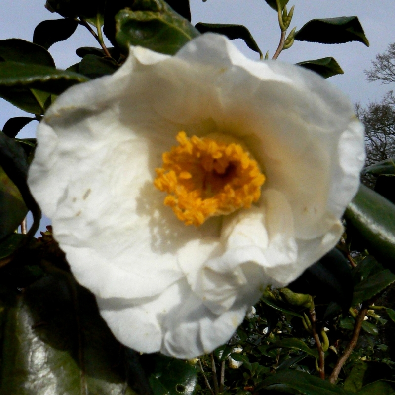 Camellia japonais Mme Lourmand