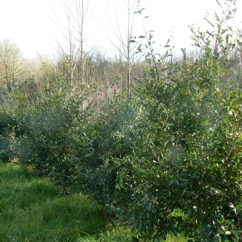 Camellia d'automne Hino de Gumo