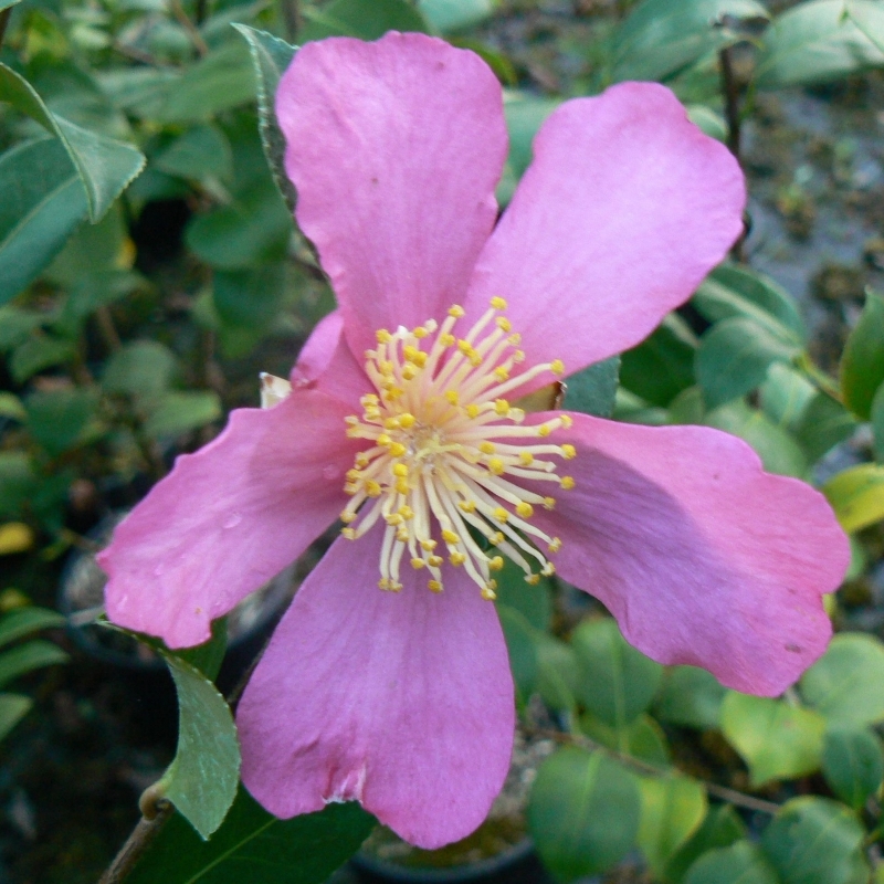 Camellia d'automne Jean May