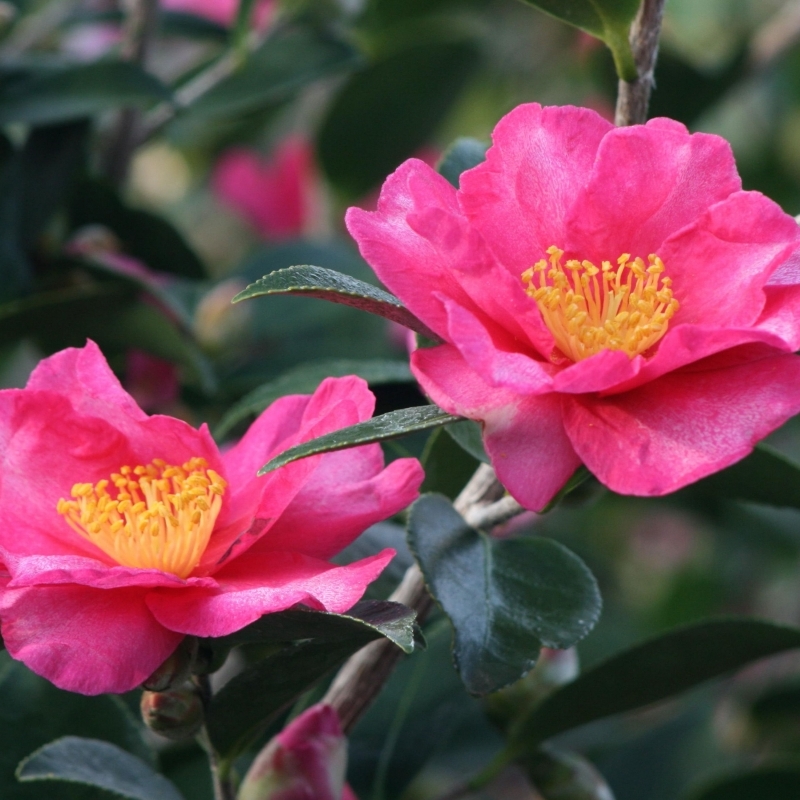 Camellia d'automne Kanjiro