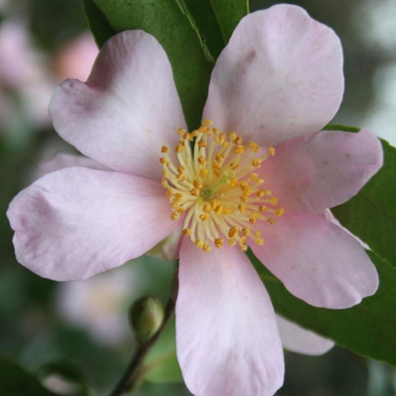 Camellia d'automne Maiden's Blush