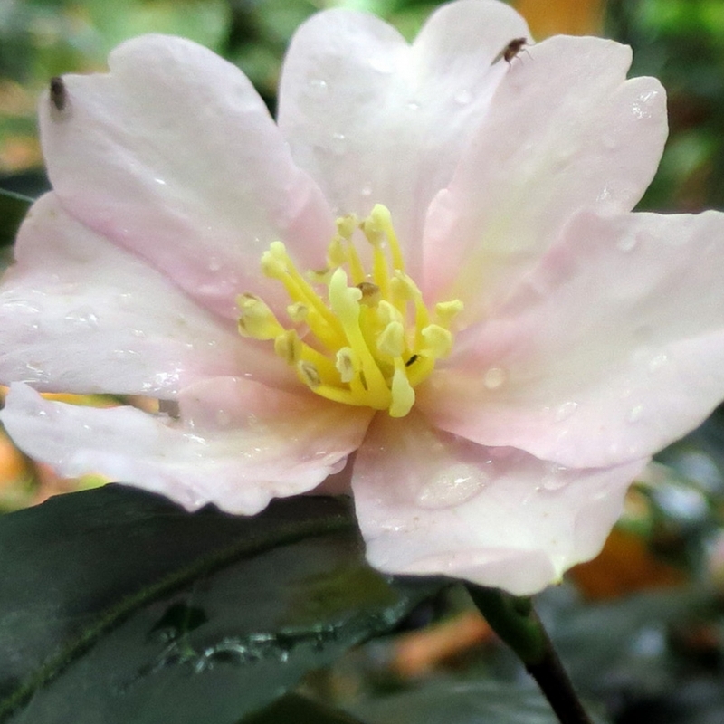 Camellia d'automne Papaver