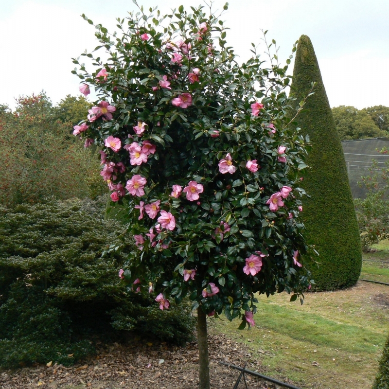 Camellia d'automne Plantation Pink